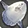 Silken Sunfish